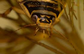 Attēlu rezultāti vaicājumam “Acilius sulcatus female”