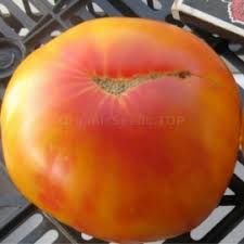Afbeeldingsresultaat voor northern lights tomato