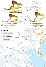 Attēlu rezultāti vaicājumam “Lopinga achine upperside”