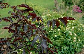 Attēlu rezultāti vaicājumam “Juglans regia leaf”