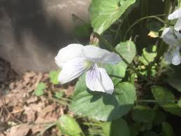 Attēlu rezultāti vaicājumam “Viola epipsila flower”