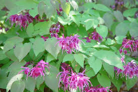 Attēlu rezultāti vaicājumam “Epimedium alpinum  flower”