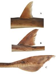 Image result for Acroteriobatus blochii