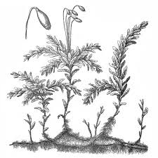 Attēlu rezultāti vaicājumam “Plagiomnium undulatum”