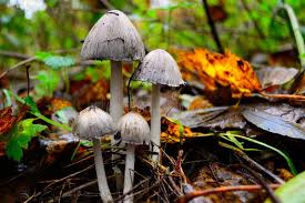 Attēlu rezultāti vaicājumam “Coprinus atramentarius”