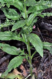 Attēlu rezultāti vaicājumam “Cynoglossum officinale fruit”