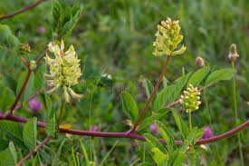 Attēlu rezultāti vaicājumam “Astragalus glycyphyllos flower”