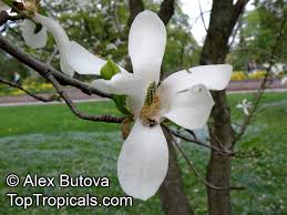 Attēlu rezultāti vaicājumam “Magnolia kobus flower”