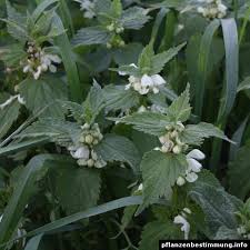 Attēlu rezultāti vaicājumam “Lamium album flower”