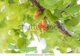 Attēlu rezultāti vaicājumam “Ginkgo biloba fruit”