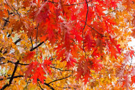 Attēlu rezultāti vaicājumam “Quercus rubra”