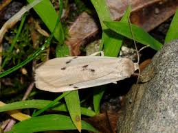 Attēlu rezultāti vaicājumam “Pelosia muscerda”