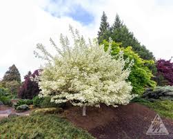 Attēlu rezultāti vaicājumam “Acer campestre”