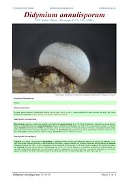 Attēlu rezultāti vaicājumam “Didymium annulisporum”