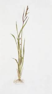 Attēlu rezultāti vaicājumam “Carex acutiformis”