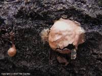 Attēlu rezultāti vaicājumam “Fuligo luteonitens”