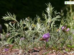 Attēlu rezultāti vaicājumam “Astragalus arenarius leaf”