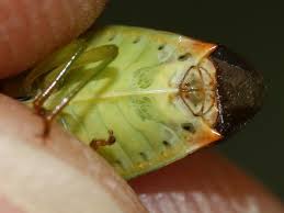 Attēlu rezultāti vaicājumam “Elasmostethus interstinctus imago”