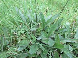 Attēlu rezultāti vaicājumam “Leontodon hispidus fruit”