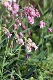 Image result for Silene vulgaris