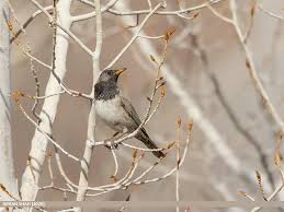 Image result for Turdus ruficollis