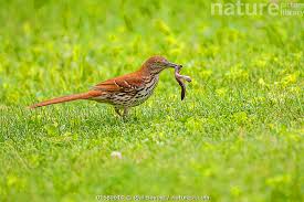 Image result for Toxostoma rufum