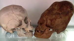 Image result for elongated skulls