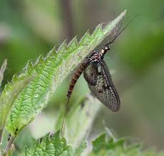 Attēlu rezultāti vaicājumam “Ephemera sp.”