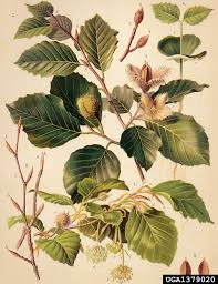 Attēlu rezultāti vaicājumam “Fagus sylvatica flower”