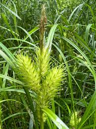Attēlu rezultāti vaicājumam “Carex appropinquata leaf”