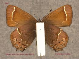 Attēlu rezultāti vaicājumam “Lycaeniinae”