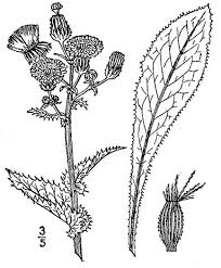 Attēlu rezultāti vaicājumam “Sonchus asper leaf”