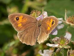 Attēlu rezultāti vaicājumam “Maniola jurtina female”