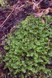 Attēlu rezultāti vaicājumam “Plagiochila porelloides”