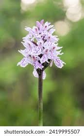 Attēlu rezultāti vaicājumam “Dactylorhiza russowii bud”