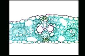 Attēlu rezultāti vaicājumam “Zea mays leaf”