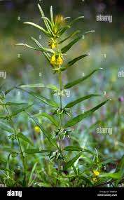 Attēlu rezultāti vaicājumam “Melampyrum sylvaticum”