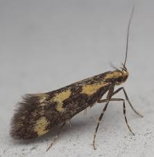 Attēlu rezultāti vaicājumam “Denisia similella”