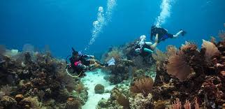 Image result for Divemaster Scuba