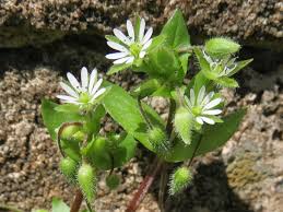 Attēlu rezultāti vaicājumam “Stellaria alsine”