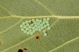 Attēlu rezultāti vaicājumam “Arctia caja larva”