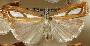 Attēlu rezultāti vaicājumam “Catoptria permutatellus”