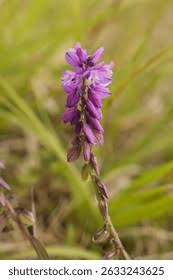 Attēlu rezultāti vaicājumam “Polygala comosa flower”