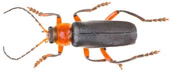 Attēlu rezultāti vaicājumam “Cantharidae”