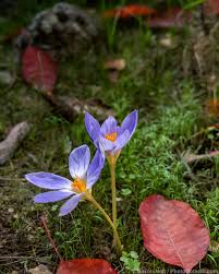 Attēlu rezultāti vaicājumam “Crocus speciosus”