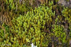 Attēlu rezultāti vaicājumam “Leucodon sciuroides”