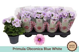 Image result for Primula obconica