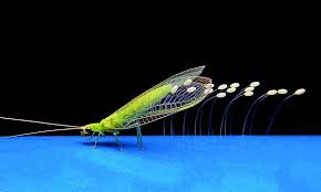 Attēlu rezultāti vaicājumam “Chrysopa”