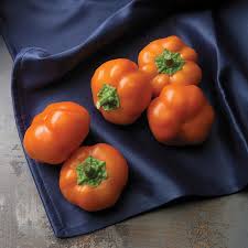 Afbeeldingsresultaat voor orange sun sweet pepper