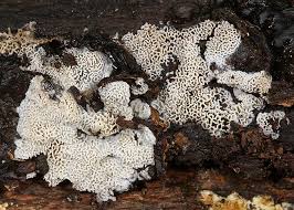 Attēlu rezultāti vaicājumam “Ceriporia”